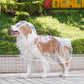🐶☔ Chubasquero transparente para perros – Protección contra la lluvia y el viento