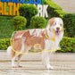 🐶☔ Chubasquero transparente para perros – Protección contra la lluvia y el viento